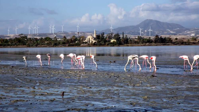 Lago salato di Larnaca - Larnaca | Secret World Trip Planner