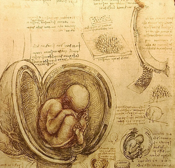 Leonardo da Vinci's embryological drawings of the fetus - Windsor SL4 1NJ | Secret World Trip Planner