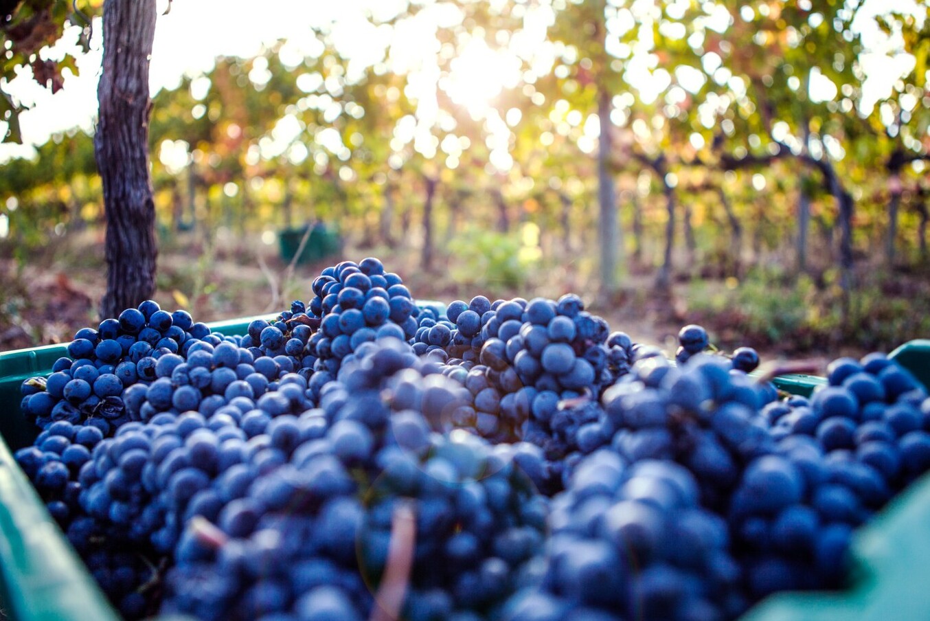 Montefalco : Una copa de Sagrantino - Mundo Secreto - Montefalco | Secret World Trip Planner