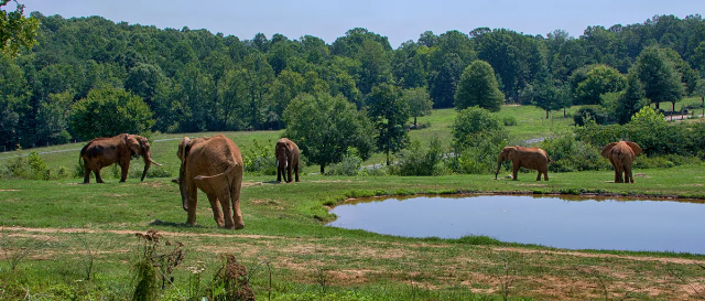 Le plus grand zoo du monde - Asheboro | Secret World Trip Planner