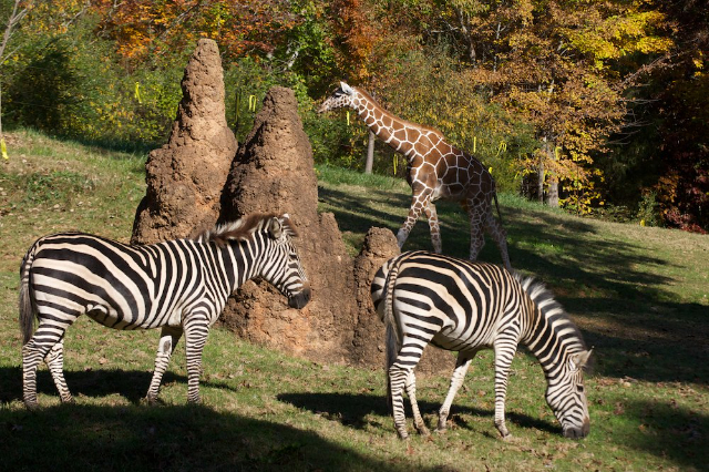 Le plus grand zoo du monde - Asheboro | Secret World Trip Planner