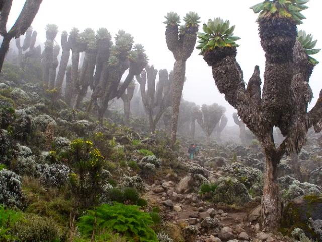 Die Giganten des Kilimandscharo — Mount Kenya National Park