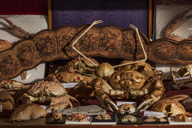 O Museo Viktor Wynd de Curiosidades, Belas Artes e Historia Natural - Cambridge Heath Rd | Secret World Trip Planner