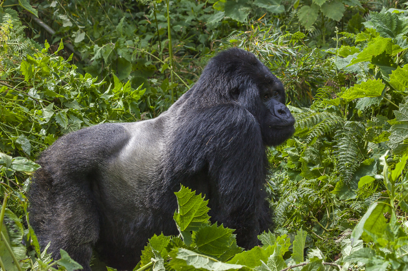 Parco nazionale dei Virunga - Bulambo | Secret World Trip Planner