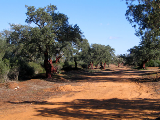 Saint Peter's Forest - Bosco di Santo Pietro | Secret World Trip Planner