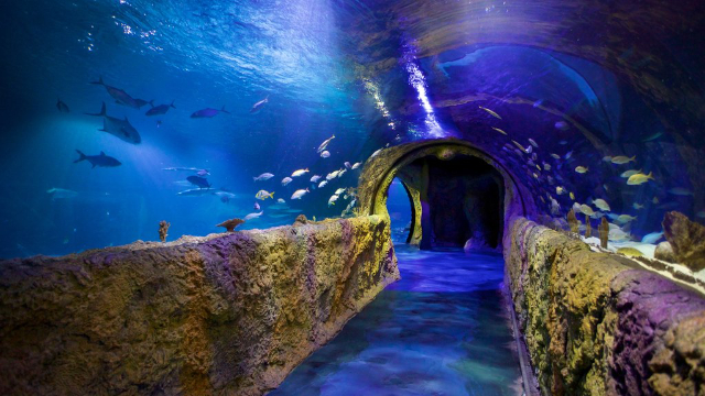 Acquario SEA LIFE Orlando - Orlando | Secret World Trip Planner