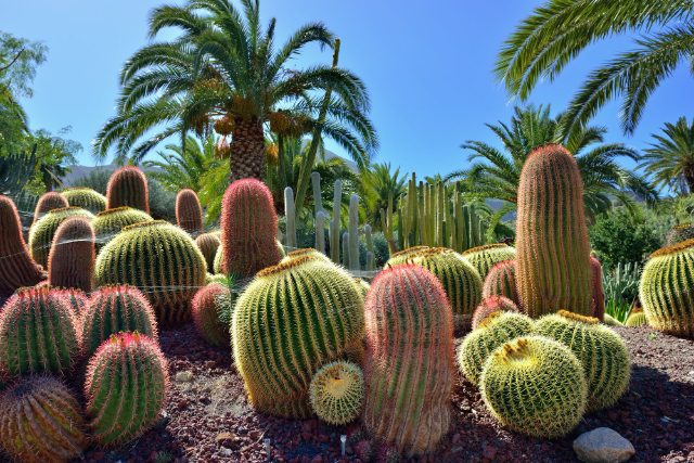 Jardín Votániño Sanário Viéra y Lavijo - Las Palmas de Gran Canaria | Secret World Trip Planner