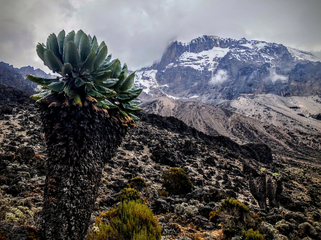 Los gigantes del Kilimanjaro - Mount Kenya National Park | Secret World Trip Planner