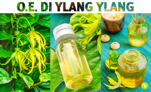 Essenzen von Ylang-Ylang - Nosy Be | Secret World Trip Planner
