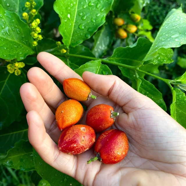 Fruits au beurre de cacahuètes - Belém | Secret World Trip Planner