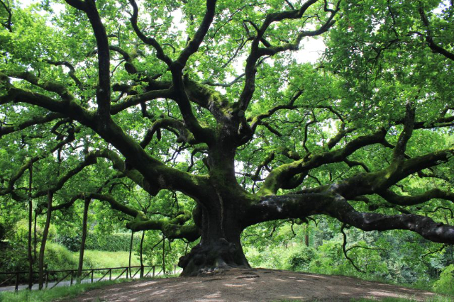 Roble de las brujas - Capannori | Secret World Trip Planner