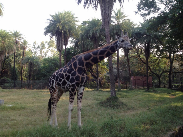 Parque Zoológico Nehru - Hyderabad | Secret World Trip Planner