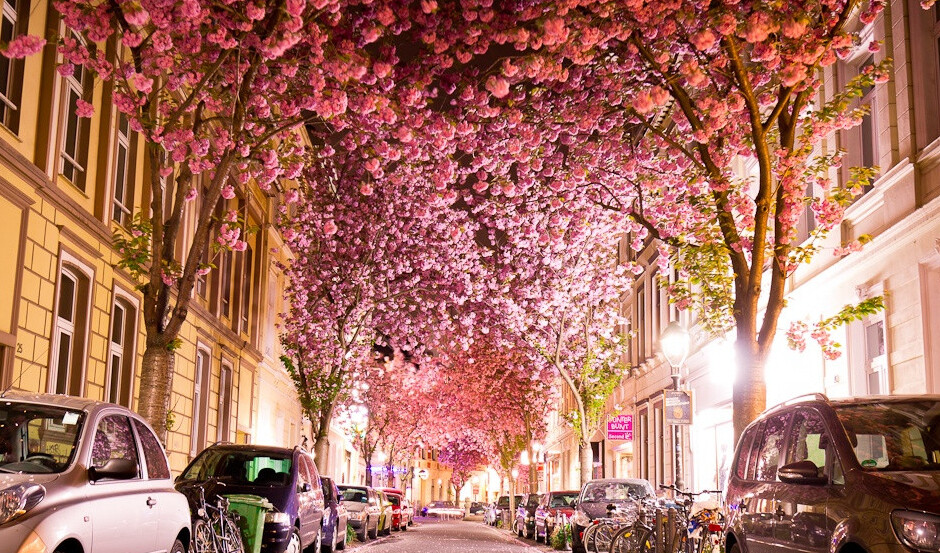 Túnel del Cerezo en Bonn - Bonn | Secret World Trip Planner