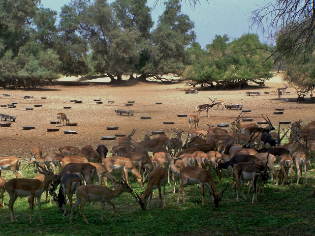 Parco nazionale di Lal Suhanra — Bahawalpur
