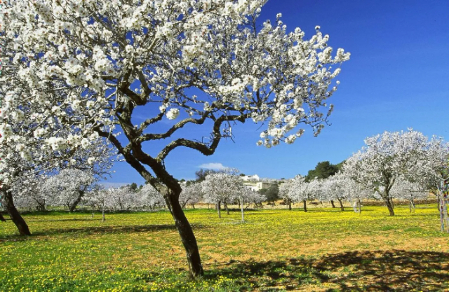 Almond Blossom - Ivissa | Secret World Trip Planner