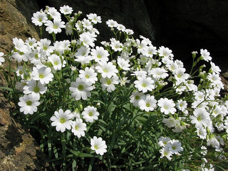 Voltri en Peverina (Cerastium utriense) txiki bat da, eta arraroa belar landare hori da - Varazze | Secret World Trip Planner