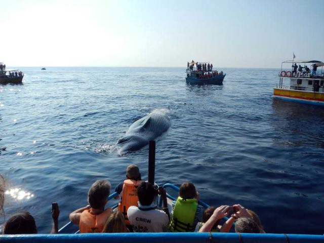 Avistamiento de ballenas en Mirissa - Mirissa | Secret World Trip Planner