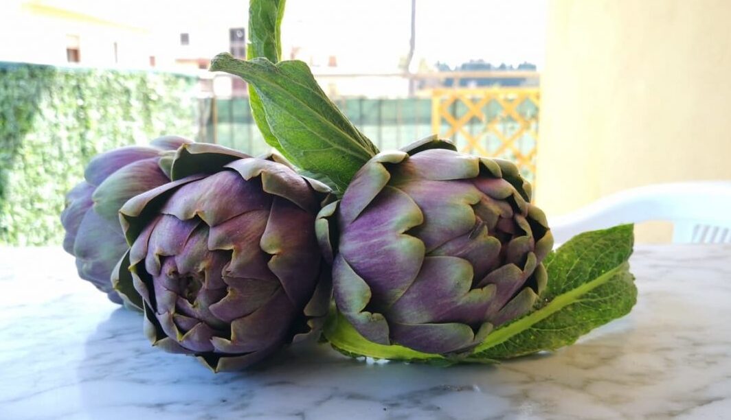 Castellammare violet or Schito artichoke - Castellammare di Stabia | Secret World Trip Planner