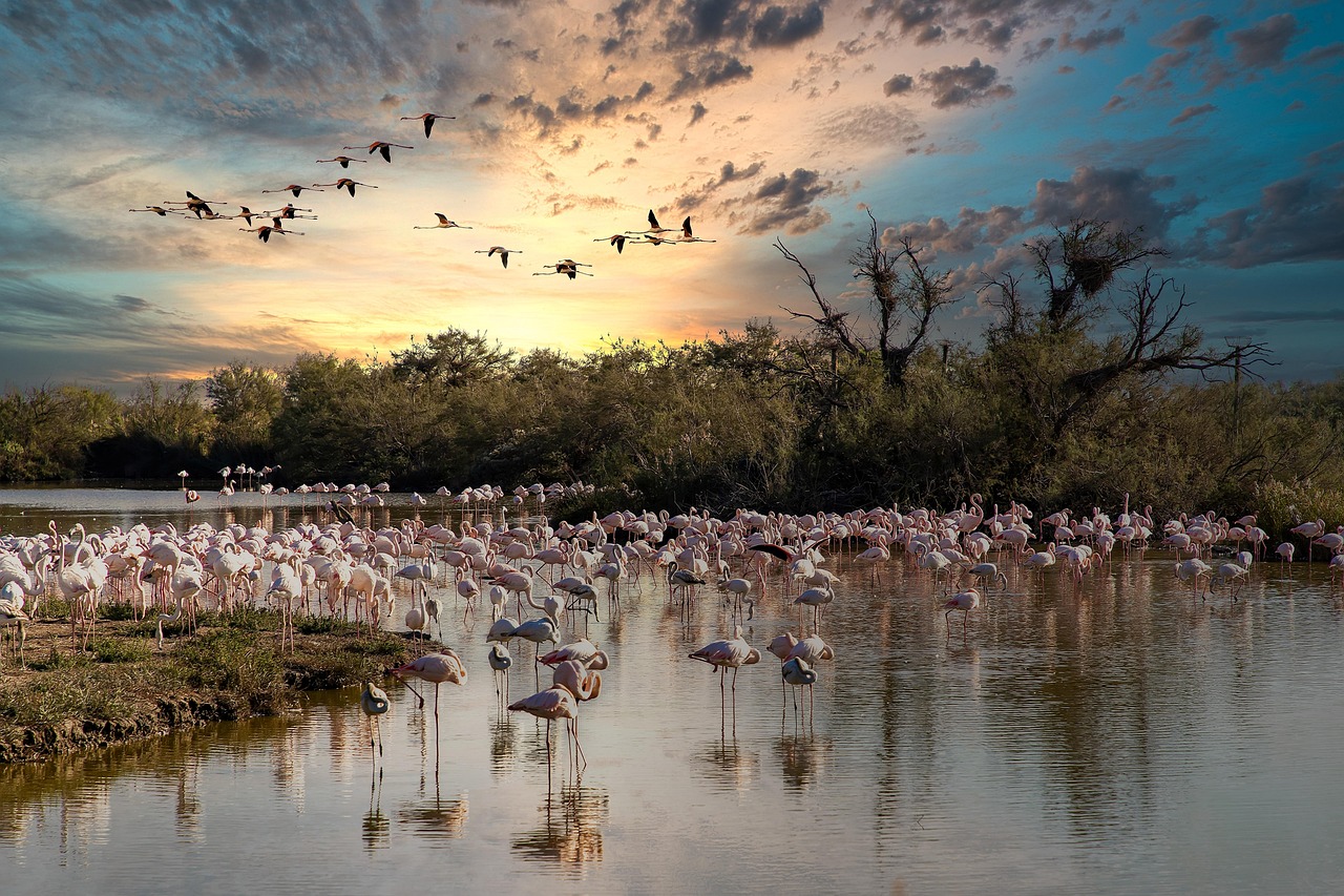 Camargue / najväčšia Riečna Delta v západnej Európe - Camargue | Secret World Trip Planner