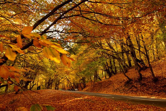 Ліс Умбрії - Foresta Umbra | Secret World Trip Planner