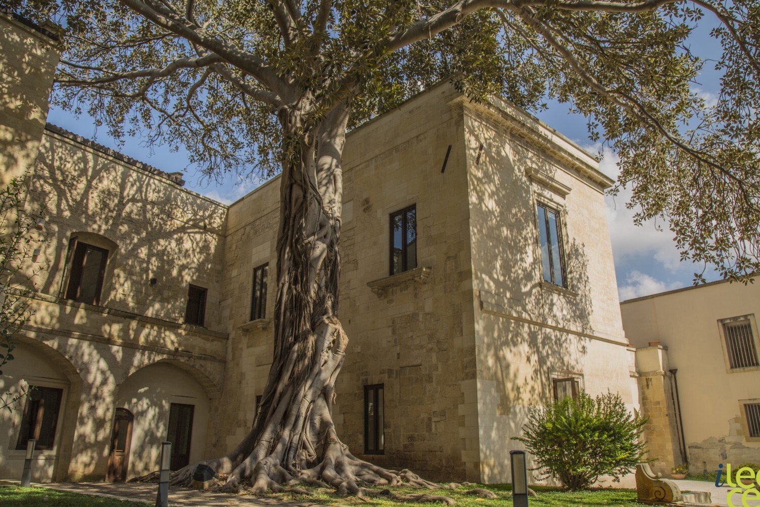 Lecce y el ficus gigante — Lecce