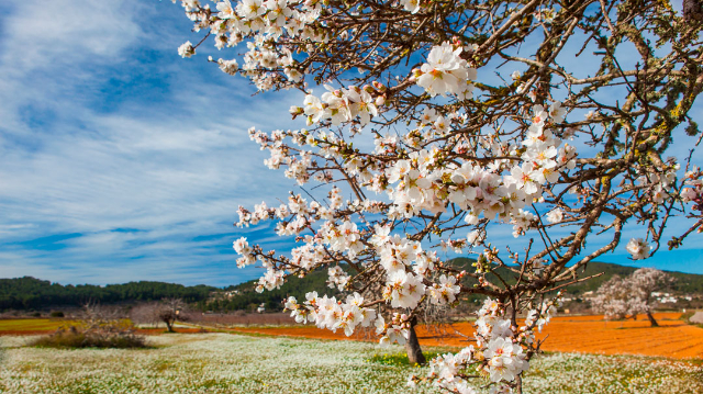 Almendro en Flor — Ivissa