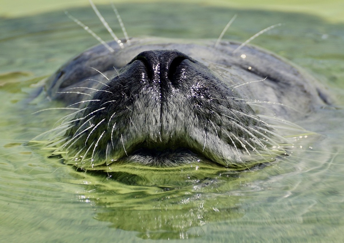 Texel | Una gema en las islas del Mar de Wadden - Texel | Secret World Trip Planner