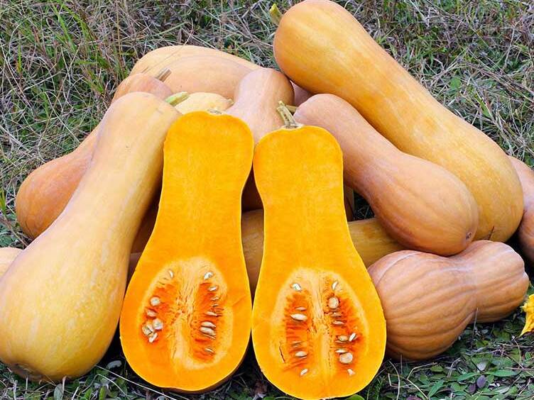 Ferrara y su famoso Violín de Calabaza - Pontelangorino | Secret World Trip Planner
