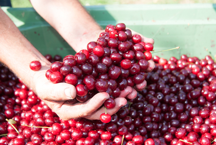 Cherry Jam Brusche di Modena PGI - Modena | Secret World Trip Planner
