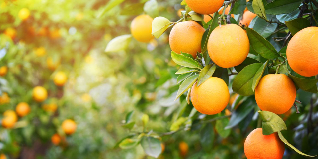 Nagpur, la ville des oranges — Nagpur