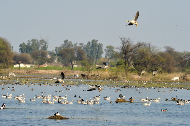 Sultanpur Bird Sanctuary - Gurugram | Secret World Trip Planner