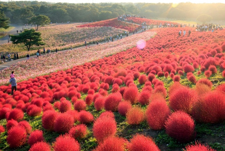 Hitachi Seaside Park in Ibaraki, Japan - Ibaraki | Secret World Trip Planner