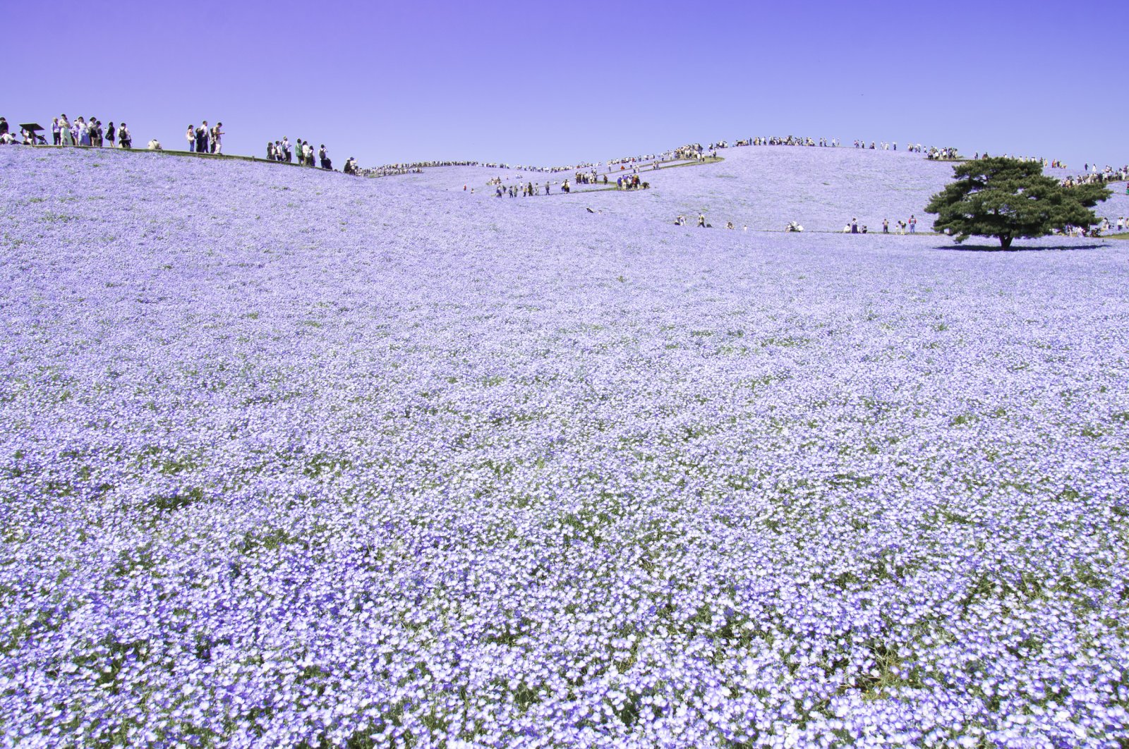 Hitachi Seaside Park in Ibaraki, Japan - Ibaraki | Secret World Trip Planner