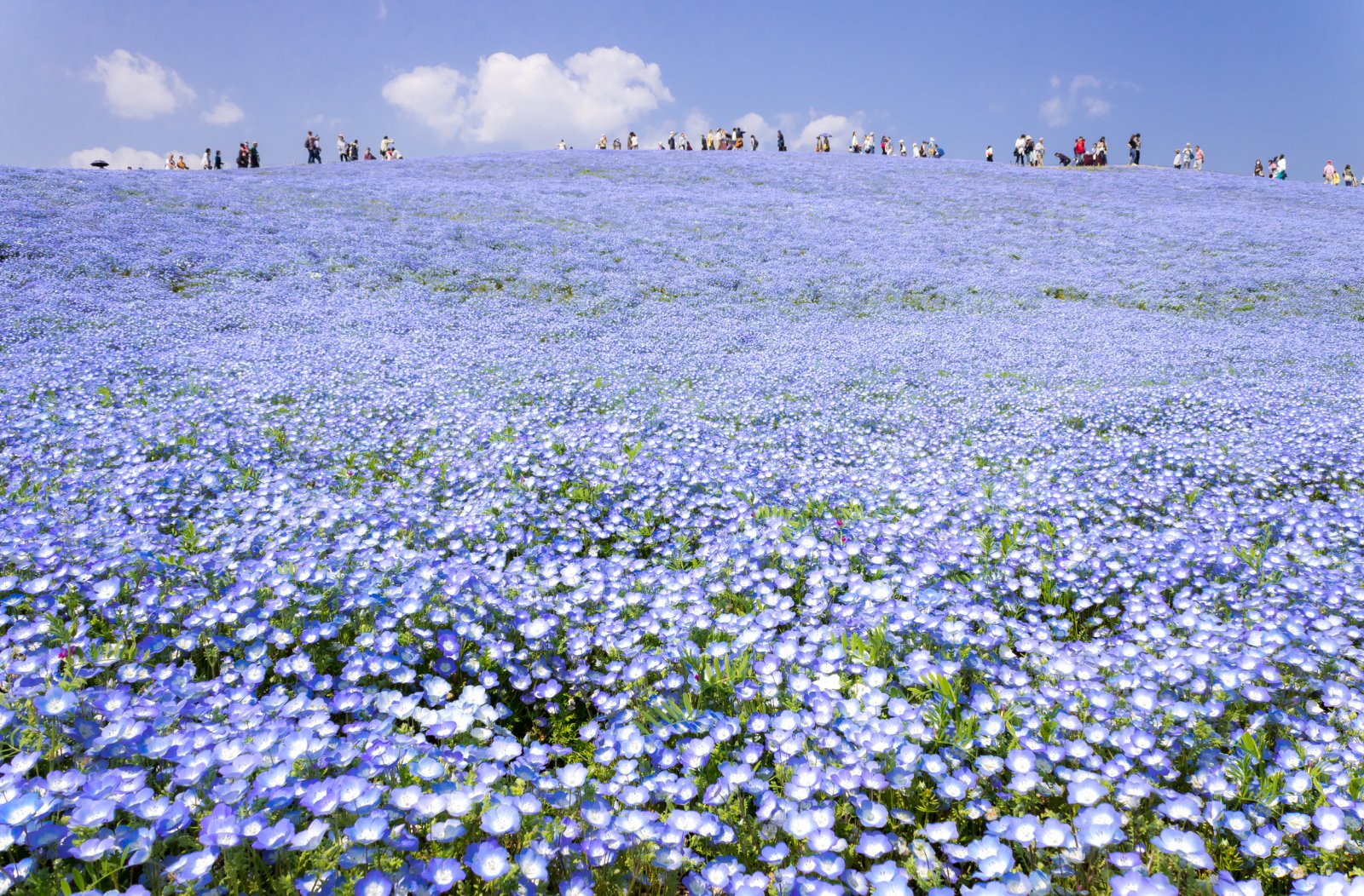Hitachi Seaside Park in Ibaraki, Japan - Ibaraki | Secret World Trip Planner