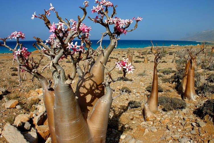 Socotra Island, Yemen - Socotra | Secret World Trip Planner