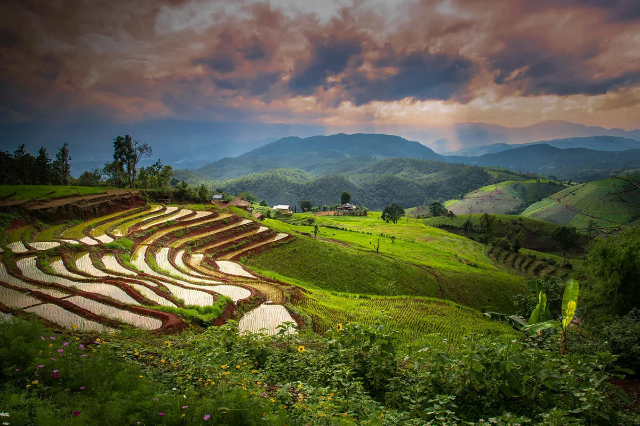 Pa Pong Pieng Rijstterrassen - Tambon Chang Khoeng | Secret World Trip Planner